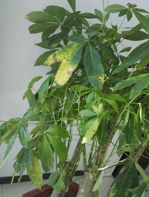 土壤问题，叶子黄掉落