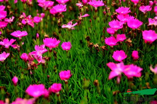 欧石竹种子在什么季节种植最佳？欧石竹扦插方法有哪些步骤