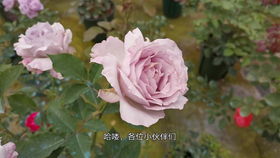 在风干过程中，还需注意温度和湿度控制