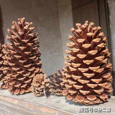 不过果想利这些树皮作肥料或土壤改良剂，些预处理必。