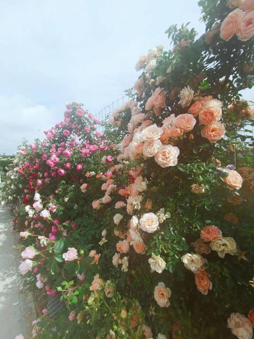 月季文化旅游节， 精彩纷呈