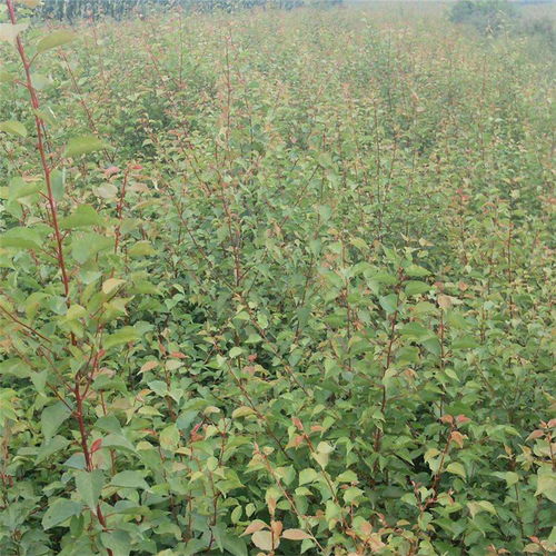 苗木上车价包含运费吗？