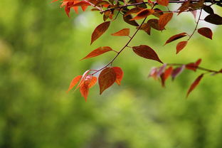 养分不足？试试施肥！