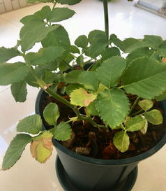 夏季月季浇水，有讲究