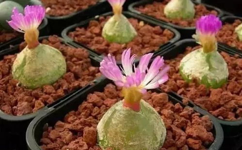多肉灯泡种植，一种利用灯光培养多肉植物的创新方法
