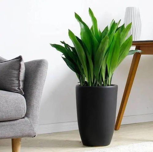 第一种植物：吊兰