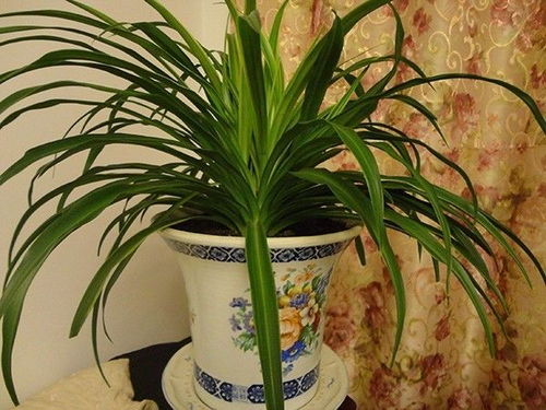 吊兰：吸附有害气体，净化空气