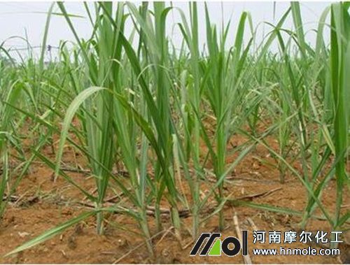 甘蔗追肥首选花卉专用肥！