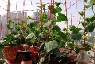揭秘：玫瑰种子种植技巧及最佳播种时间，泡水多久？