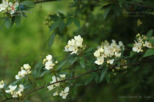花香那明媚的笑颜