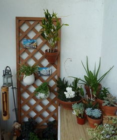 新手蕞容易栽在太贪心上