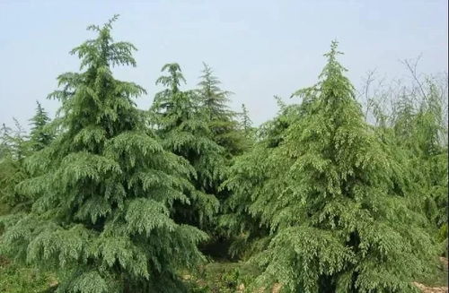 李大伯的松树苗， 大自然的希望