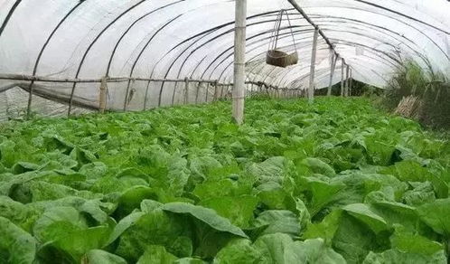 六、 大棚蔬菜农残合格率高的原因