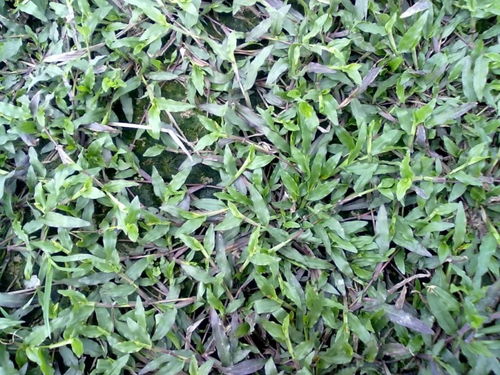 绿化种什么草又便宜又成活率高