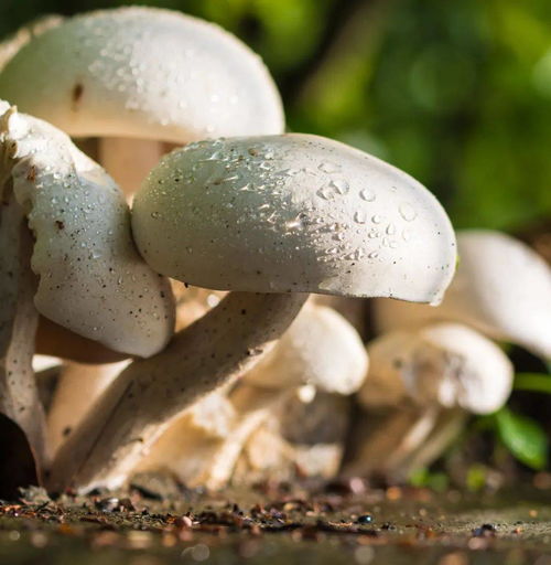 杀虫剂喷到食物上，还Neng吃吗？