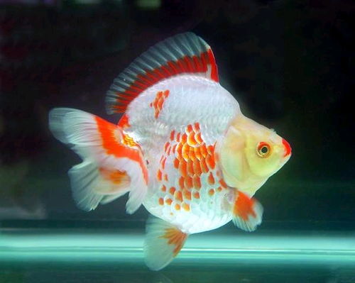 蝶尾鱼养殖技巧及寿命解析，掌握这些让你的鱼儿更长寿！