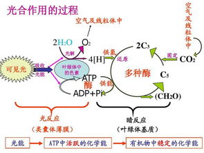 光合作用的电子传递系统