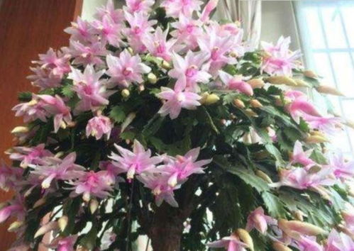 调试信息三角嫁接蟹爪兰方法