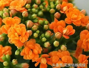 长寿花冬季浇水需控制，待土壤干透后再浇