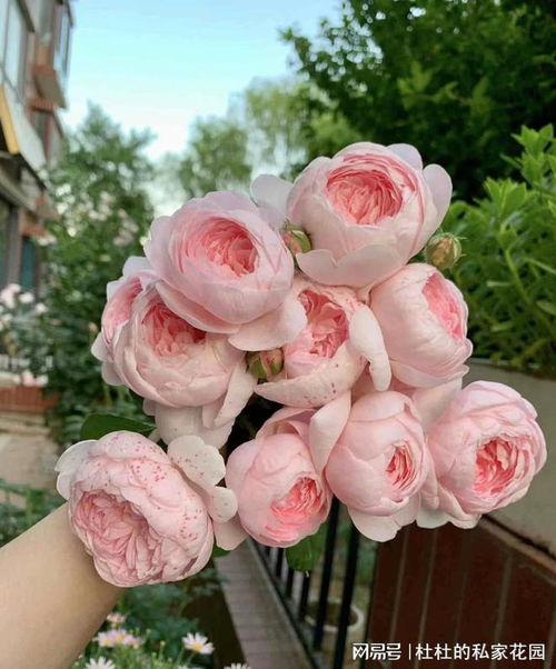 月季花的温暖小家