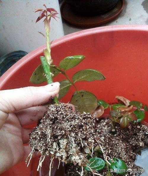 快速生根粉怎么正确使用才能促进植物快速生根？