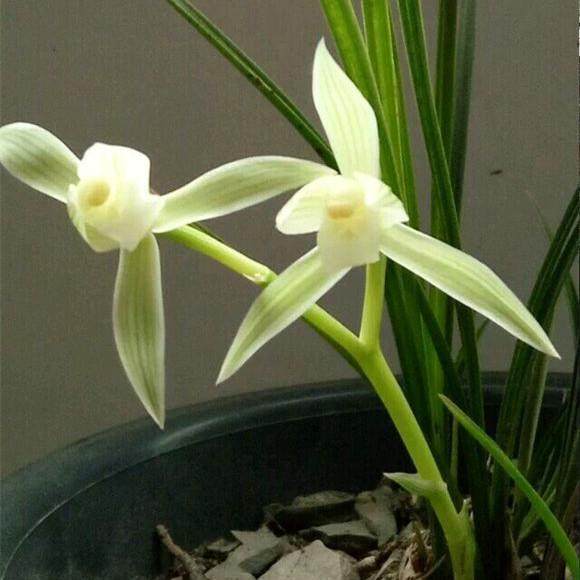 兰花怎么养容易发芽？掌握这些技巧