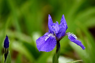 养鸢尾兰的学问