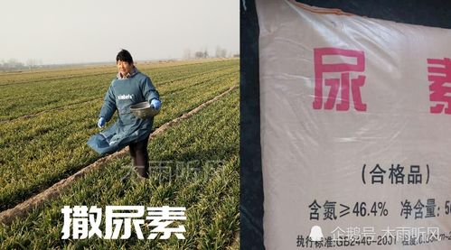 农药的三剑客：吡虫啉、乐果和尿素