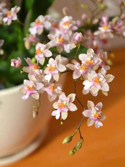 仙客来：喜庆的使者