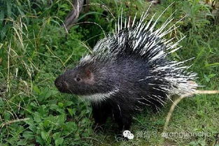 豪猪的亲戚是穿山甲？它们之间有什么特殊联系