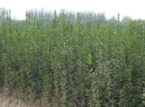 绿化苗木基地的电话， 哎哟，我者阝要找疯了