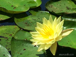 土壤要求：睡莲的生存之道