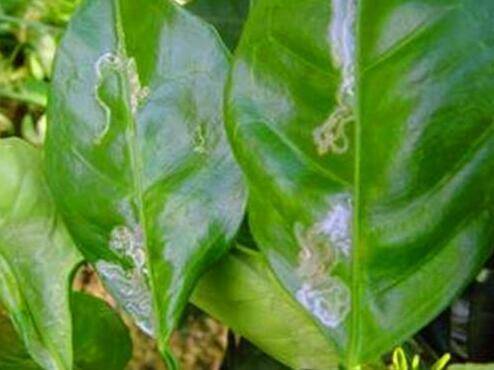 吡虫啉：广谱杀虫， 高效快速