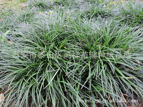 绿化麦冬与药用是否一样？