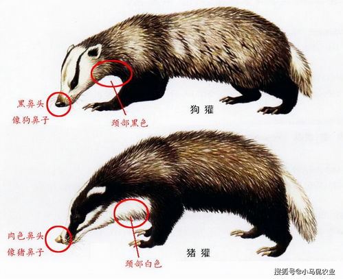 豪猪的亲戚是穿山甲？它们之间有什么特殊联系