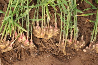 跨区种植三大生死线