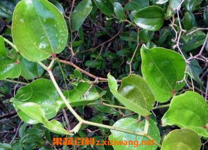 中医的智慧， 就像是一把钥匙，打开了健康的大门