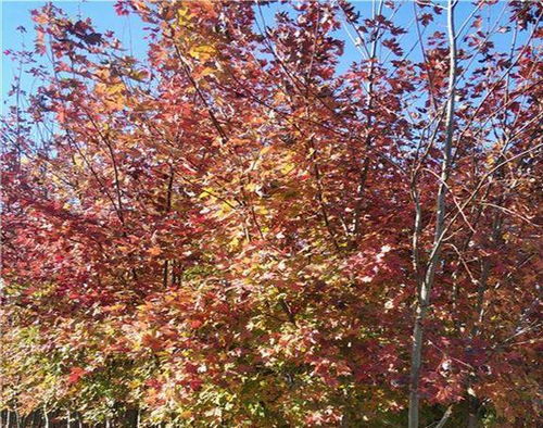 一、 枫树的魅力与北方地栽的挑战