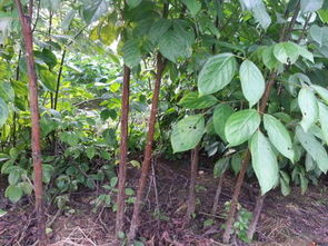 枫树苗的购买建议