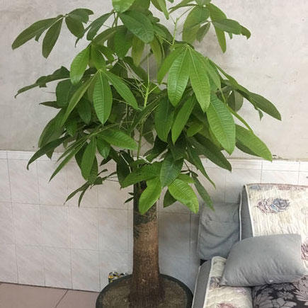 发财树怎么养才能长得旺盛，需要注意哪些养护细节