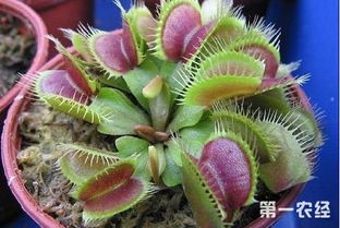 捕蝇草简介：食虫植物的魅力