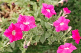 花毛茛：冬季的顽强生命