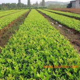 小苗会不会嫌热呢？