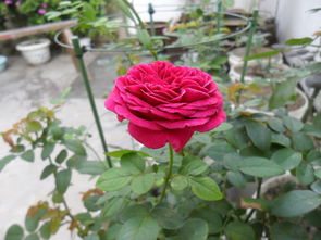 月季花界的传奇：威廉莎士比亚2000