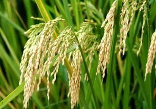 水稻杀虫的农药，你了解多少？