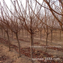 紫叶矮樱的独特魅力